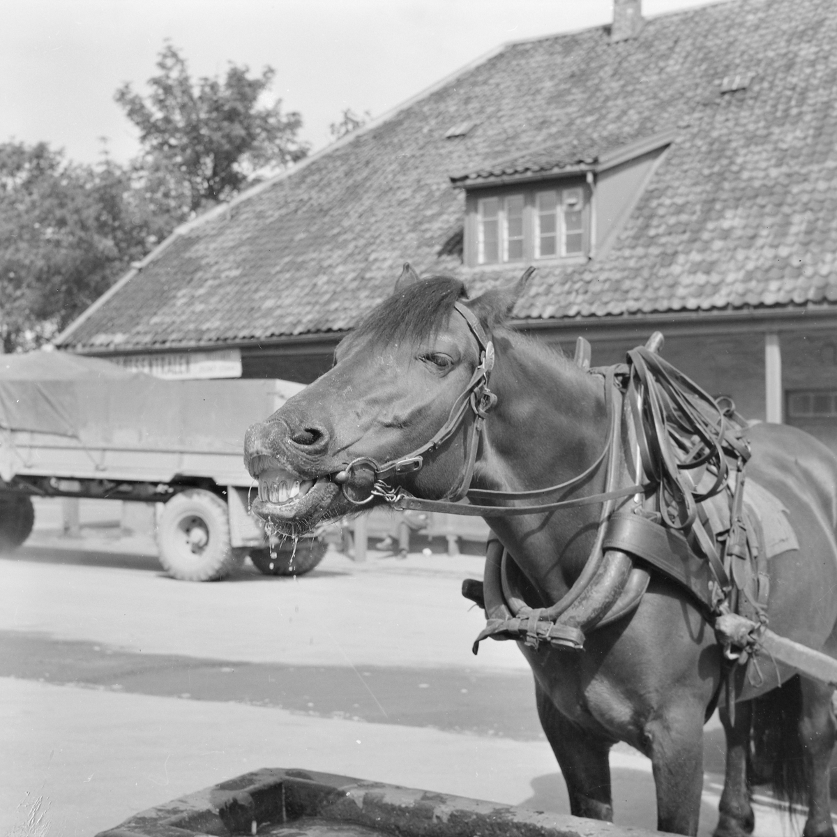 Hest og hestekjører på Tavern og Indiske turister