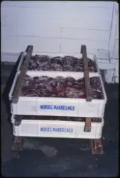 Kasser med ferdig innpakkede hvalbiffer er klare for nedfrys