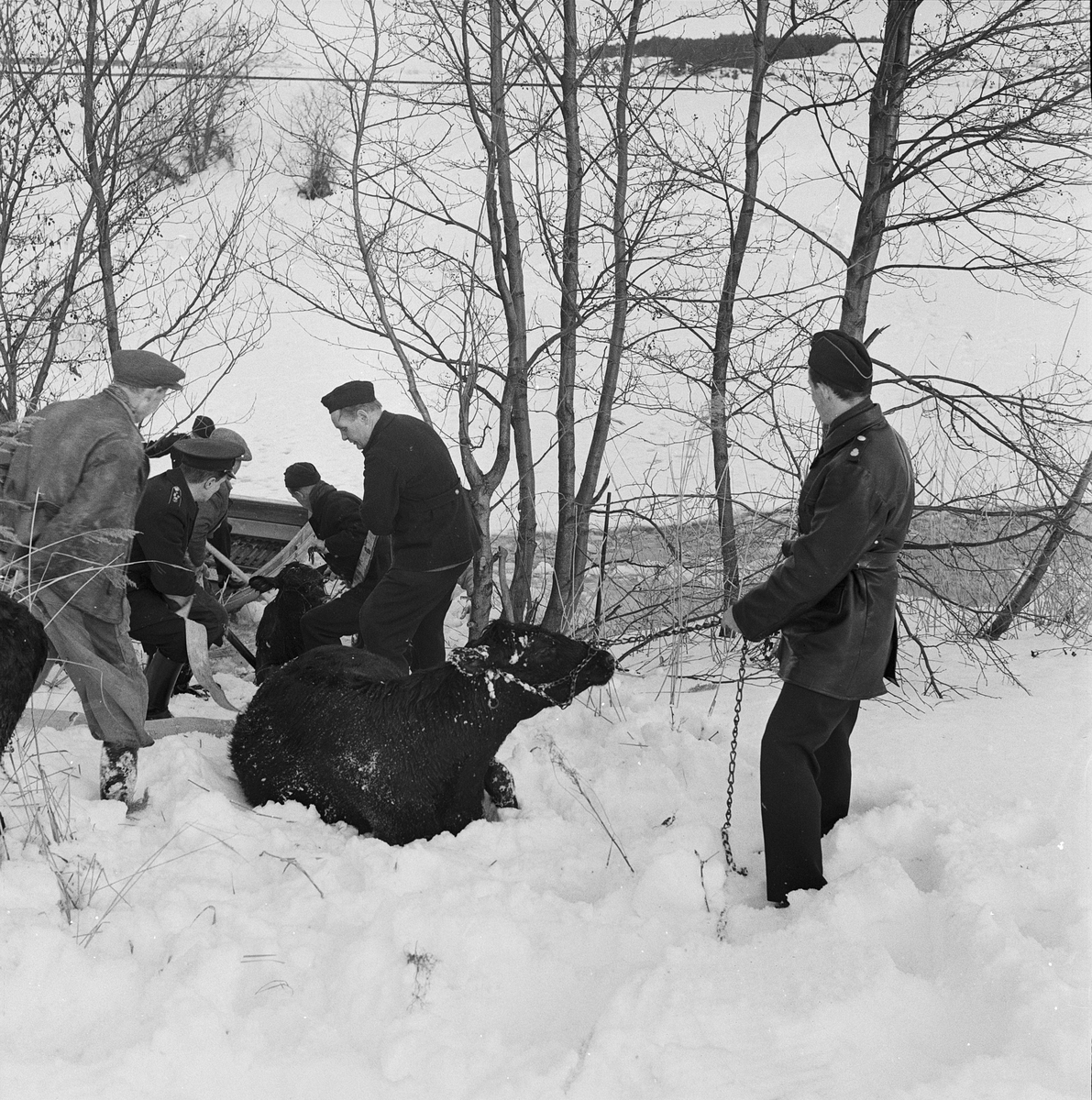 Nio ungnöt omkom då isen brast på Fyrisån vid Clastorps gård, Uppsala 1959