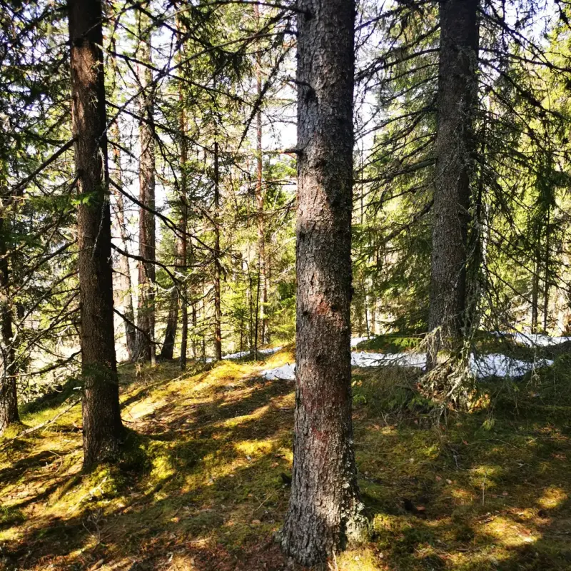 Skog med grantrær og smeltende snø