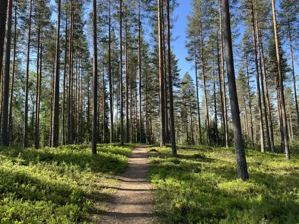 Furuskog og blåbærlyng i sommersol