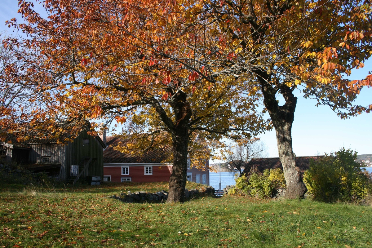 Merdøgaard, gårdstun sett fra SØ, fjøs og våningshus t.v. og sjøbod t.h.  Kirsebærtrær. med rødt løv. Litt av Revesandsfjorden i bakgrunnen t.h. 

