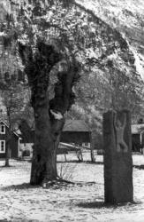 "Bjørnsonalmen", Eikesdalen. ..Treet døde og ble saget ned i