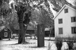 "Bjørnsonalmen", Eikesdalen. ..Treet døde og ble saget ned i