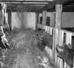 "1961. Bryllup Korshavn. Tellefsen - Oftedal. Fjøsen Kvam".