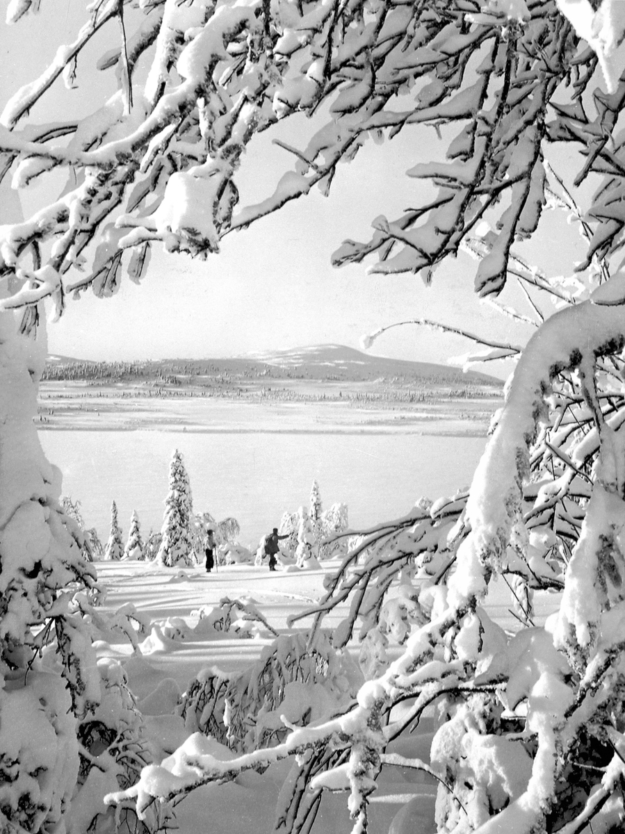 Postkort, Vintermotiv fra Birkebeinerløypa, Ringsaker. Snødekte trær. Skiløpere.