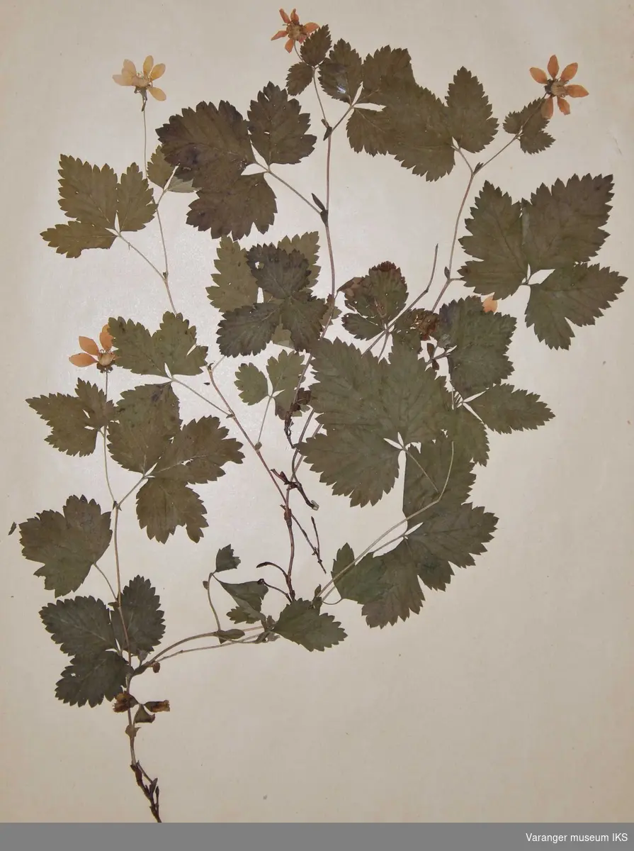 Plante