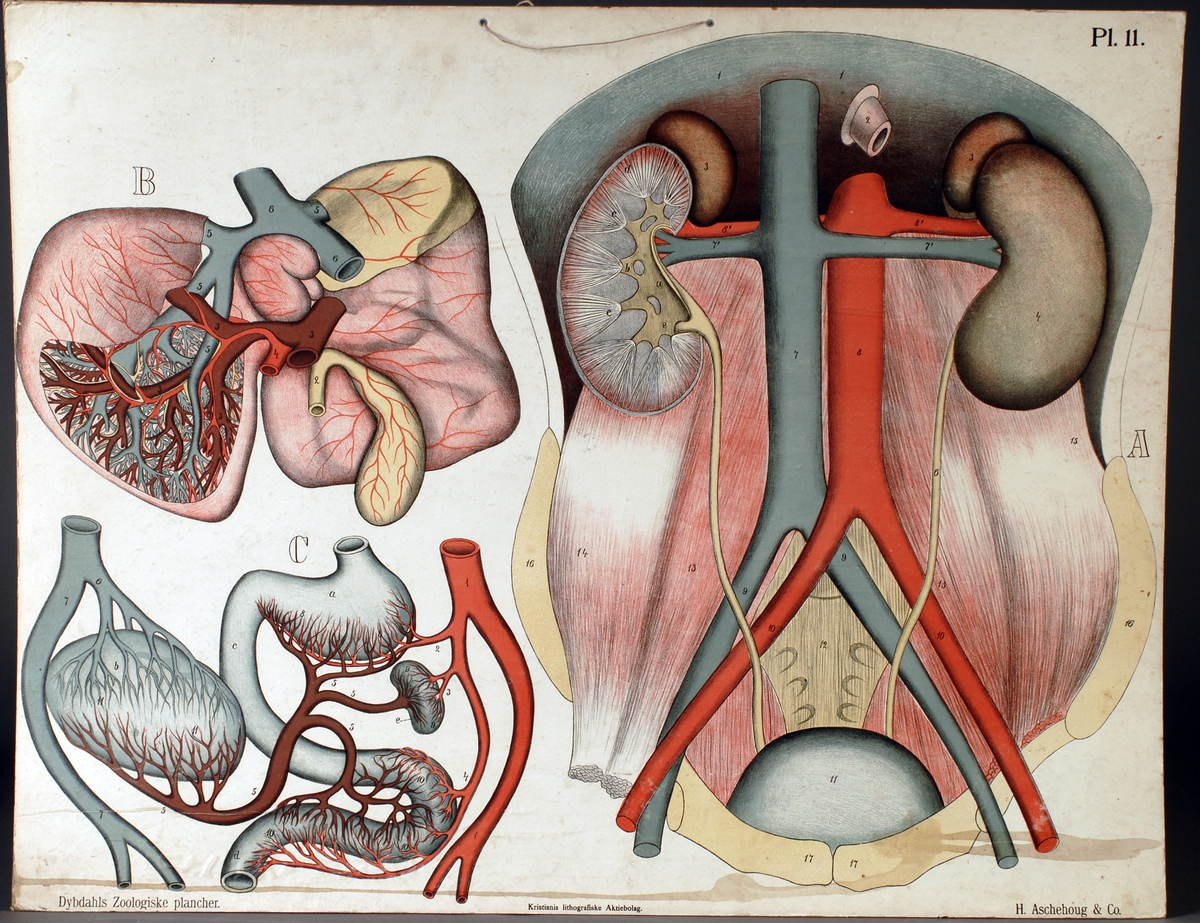 Fremstilling av menneskets urin- og galle organer, portåresystemet.
