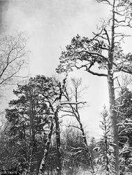 Gammel furuskog, ispedd yngre bjørketrær, i Goskama-skogen v