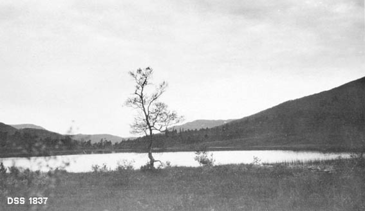 Landskapsfotografi fra Åmottjern, hvor Songli Jaktklubb satte ut bever i 1926.  Bildet er tatt fra ei myrflate med ei bjørk mot tjernet.  I bakgrunnen skogkledde åser. 