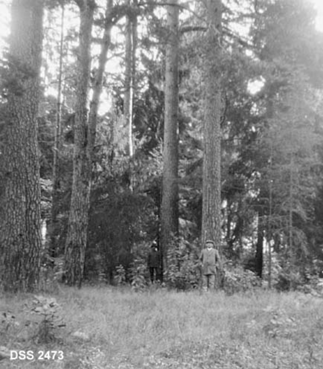Store furutrær i skogen til Karljohansvern (orlogsverftet i Horten).  Grasslette i forgrunnen, grove, rettvokste furustammer som på kartotekkortet er karakterisert som "Furumaster".  I bakgrunnen grantrær av varierende størrelse. 