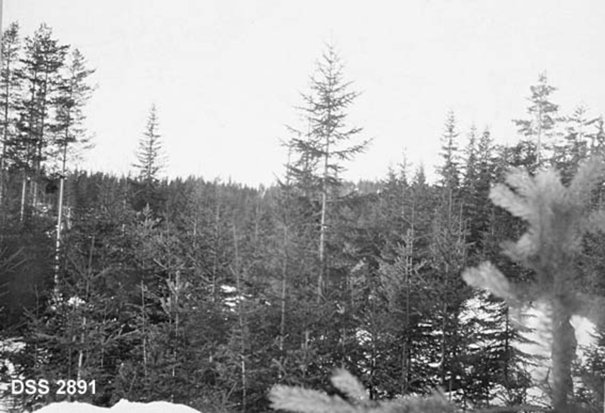 Naturlig gjenvekst etter gruppe- ogn trakthogster cirka 25 år før fotografiet ble tatt.  Gransnar i forgrunnen.  Noen større furutrær til venstre i bildet. 