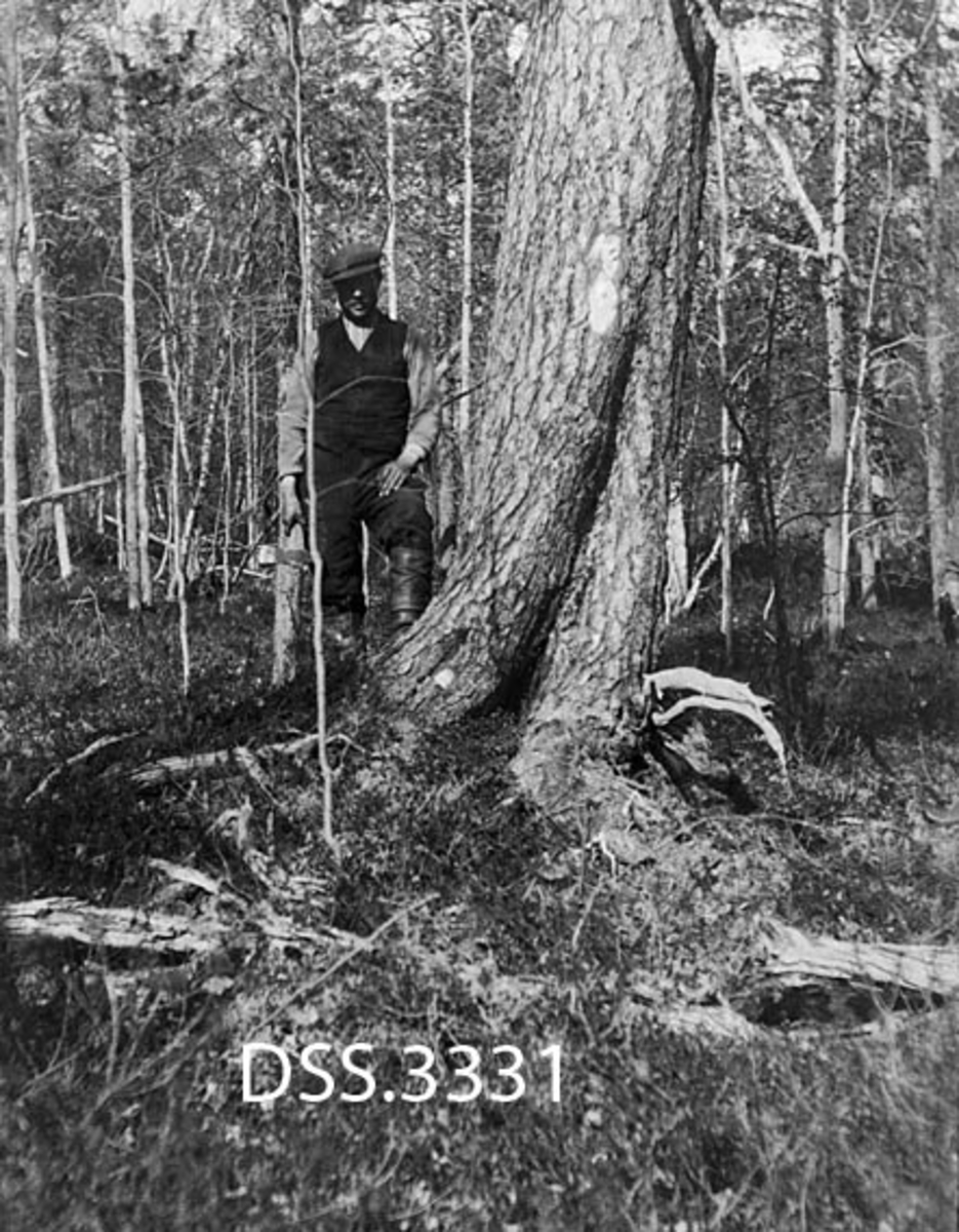 Blinking av stort furutre med tettere underskog av furu og bjørk i bakgrunnen.  En mann med sixpencelue og blikeøks står ved furustammen. 