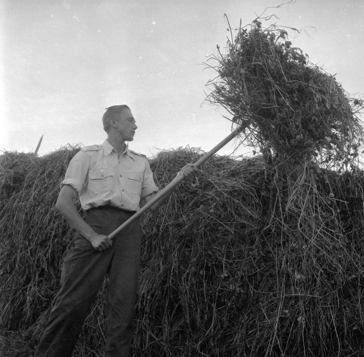 Slåttonn i Ringsaker. Martinius Berg på Berg gård på Ring. (HS 21. juni 1960)