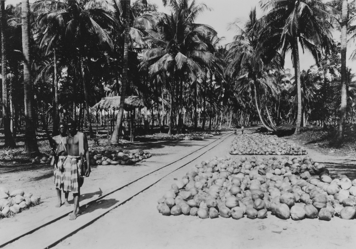 Quelimane, Mosambik. 1914. Innsamling av kokosnøtter for produksjon av kopra for plantasjeselskapet Soc. du Madal.