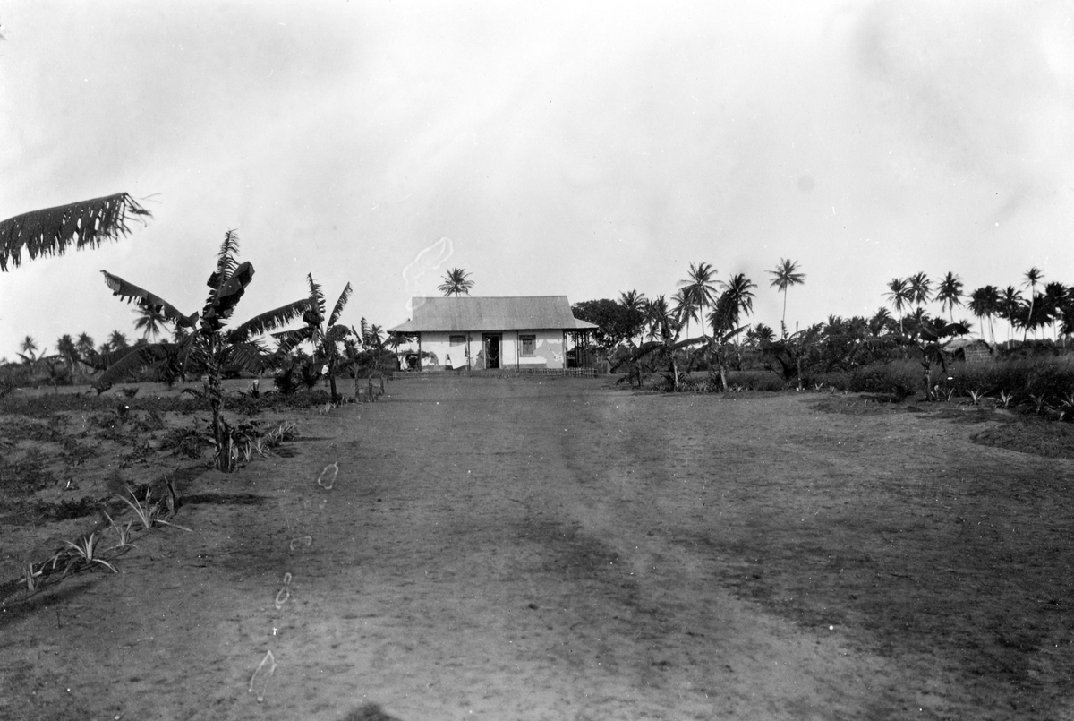 Mosambik 1914. Fra en plantasje tilhørende Soc. du Madal i Quelimanedistriktet.