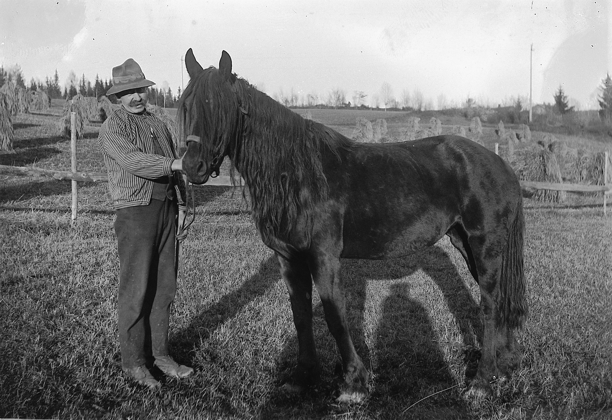 Julius Knatterud f.1876 med hest på Evenrud, Nes, Hedmark.