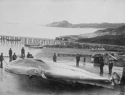 Vingvågen hvalstasjon (kopi)