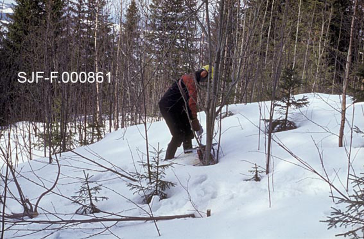 Skogsarbeider med ryddingssag.  Mannen er iført svart beavernylondress med røde ermer og rødt skulderparti og gul hjelm.  Han er avbildet under felling av forholdsvis høye bjørketrær på et plantefelt med smågran.  Fotografiet er tatt på snødekt mark. 

