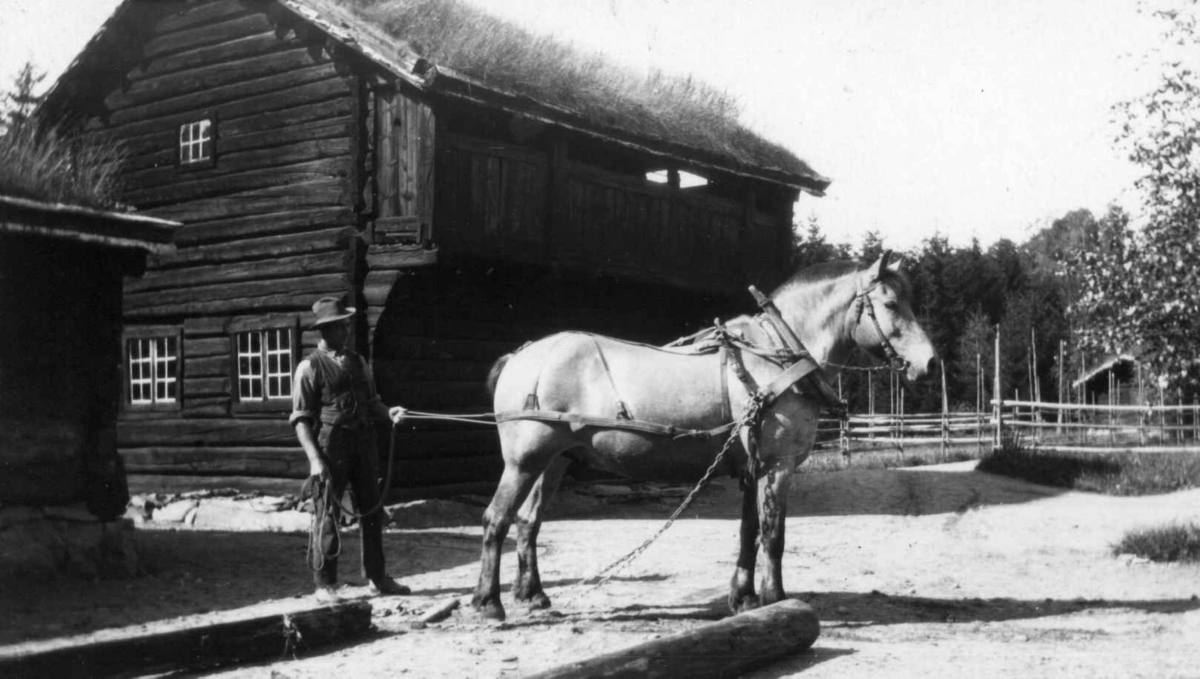 Museumshesten Blakken på oppdrag i Friluftsmuseet, Norsk Folkemuseum, 1929. Her utenfor Loftstua , bygning nr. 112, i Hallingdalstunet. Hesten har arbeidssele med løspute, kjettingskokler med humul av tre, som stokken slepes i.