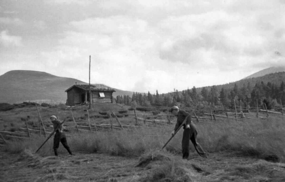 Mømbs setervold, Mistervolden Øvre Rendalen, Hedmark, august 1945. Slått med ljå.