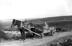 Hest med høyvogn, Gausdal 1935. Kvinne med sau i vogna. Fjel