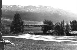 Valle, 1939. Stampet vadmel ligger til tørk på en gressvoll.