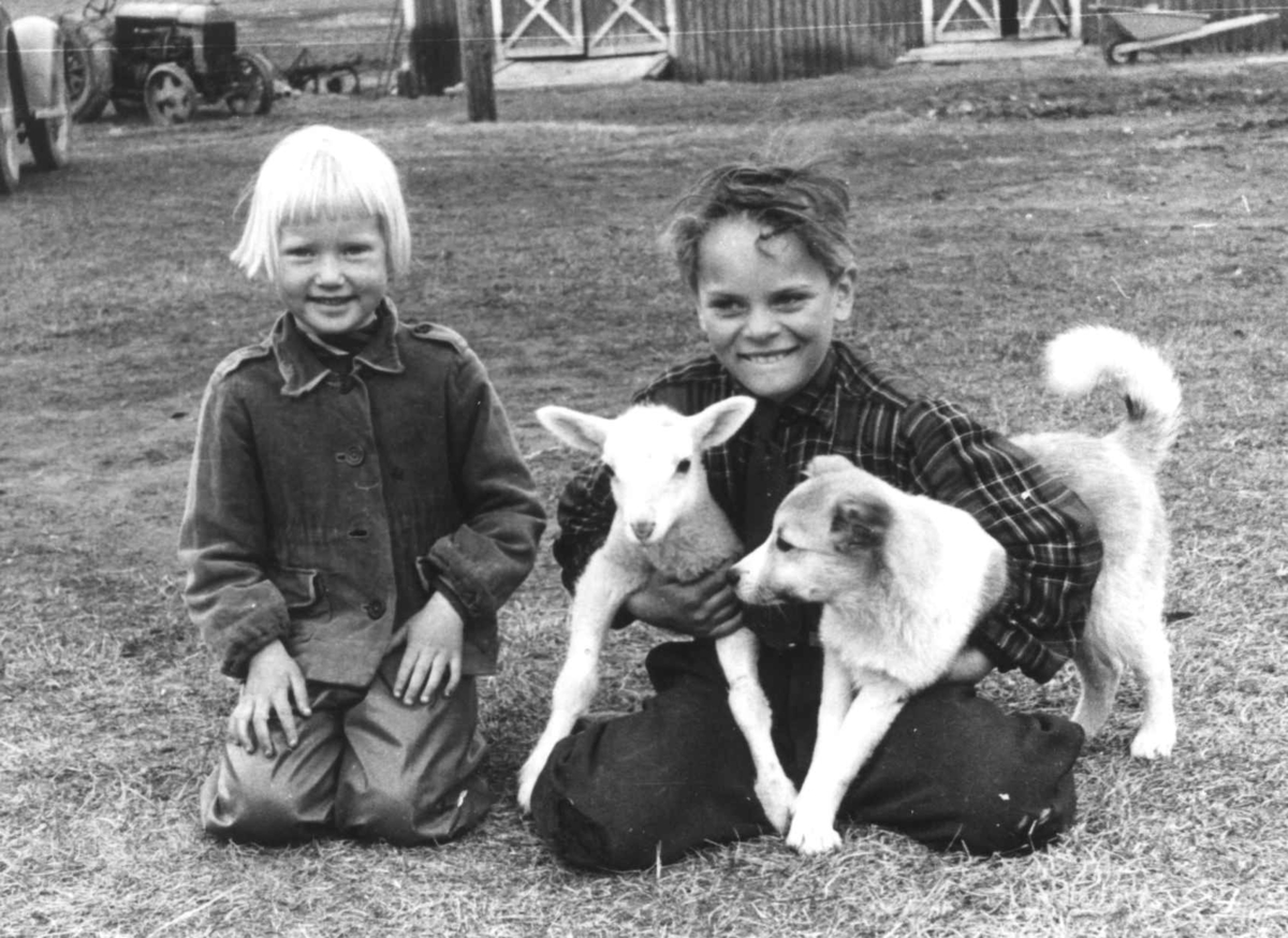 Portrettav en gutt og en pike som sitter ute, gutten med et lam og en hund under hver arm. En traktor og del av en låve i bakgrunnen. Rostadal, Målselv-1940 årene.