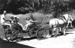 St. Hans 1986. Øivind Kristoffersen med hest og vogn.