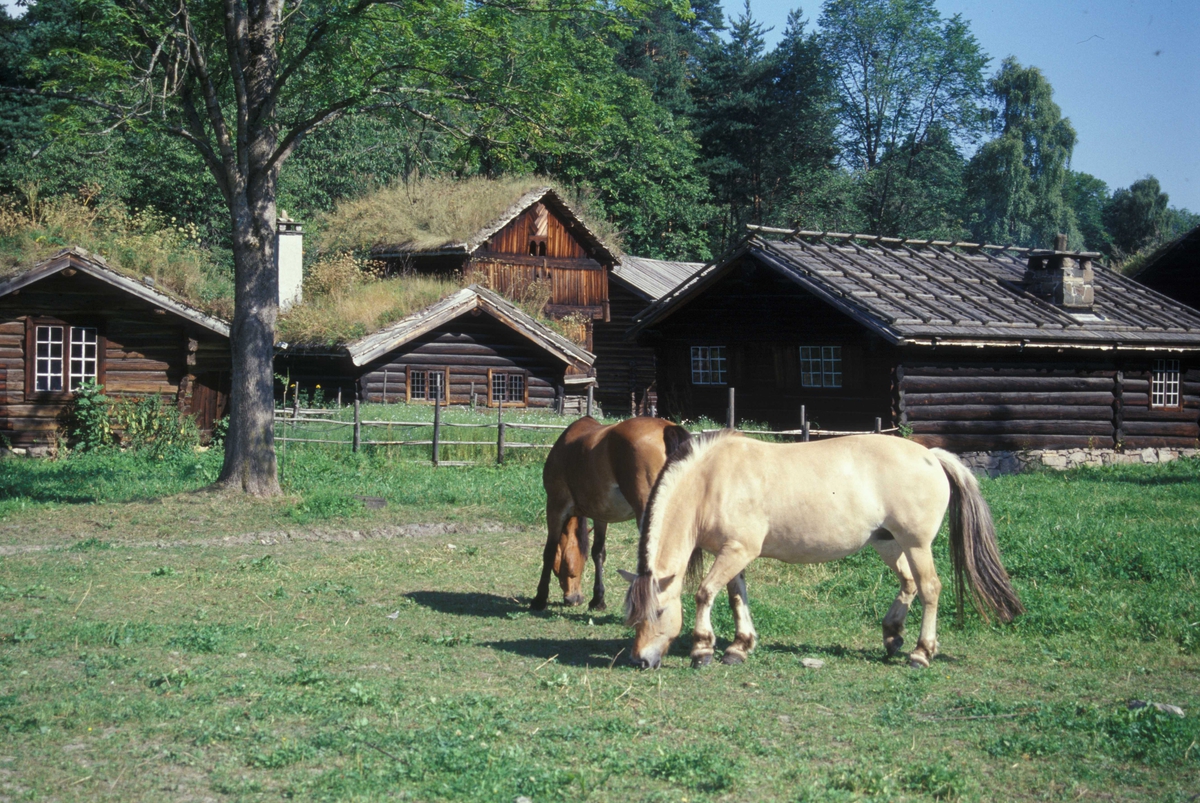 Hester på beite i friluftsmuseet. Utsikt mot Numedalstunet på Norsk Folkemuseum.