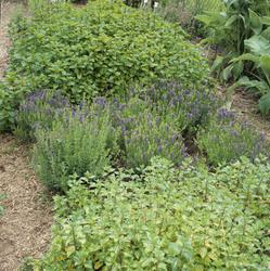 Urtehagen på Ormelet, et mangfold av urter. Illustrasjonsbil