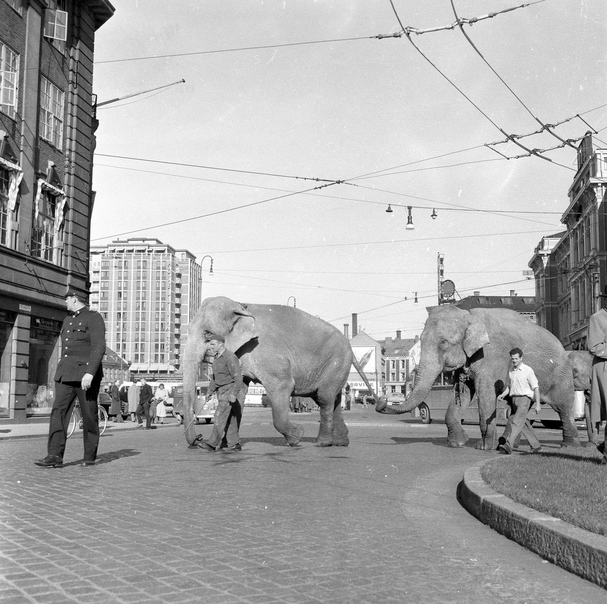 Oslo, 27.09.1954, Sirkus Zoo i Oslo, elefanter i byen.