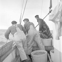 Pigghåfiske på Shetland.
Shetland, 14-22. mai 1958,tre menn 