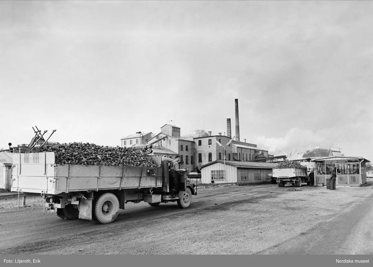 Lastbil med betlass på väg in till invägning till Roma sockerbruk