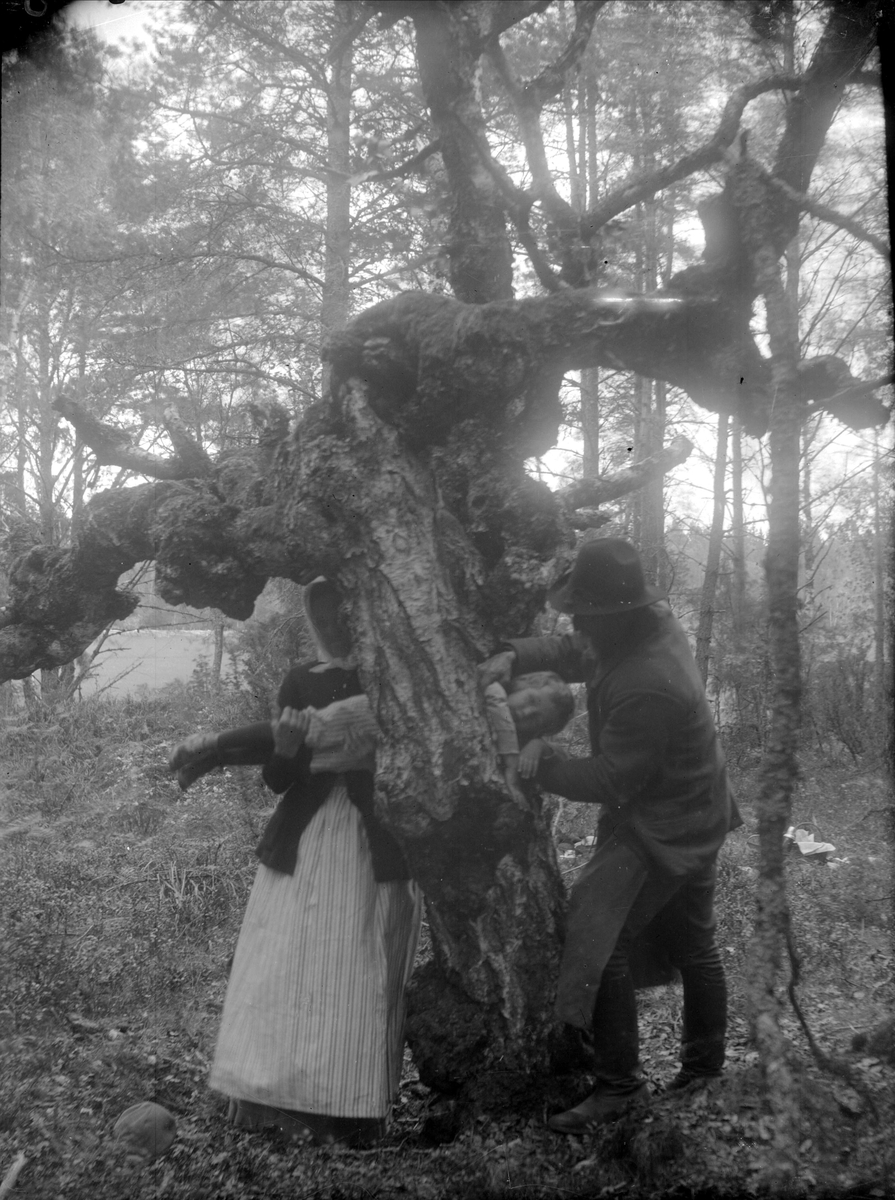 Folklig läkekonst. Smöjning. Ett barn dras genom ett s.k. vårdbundet träd för att tillfriskna, här ifrån engelska sjukan. Uppland.
