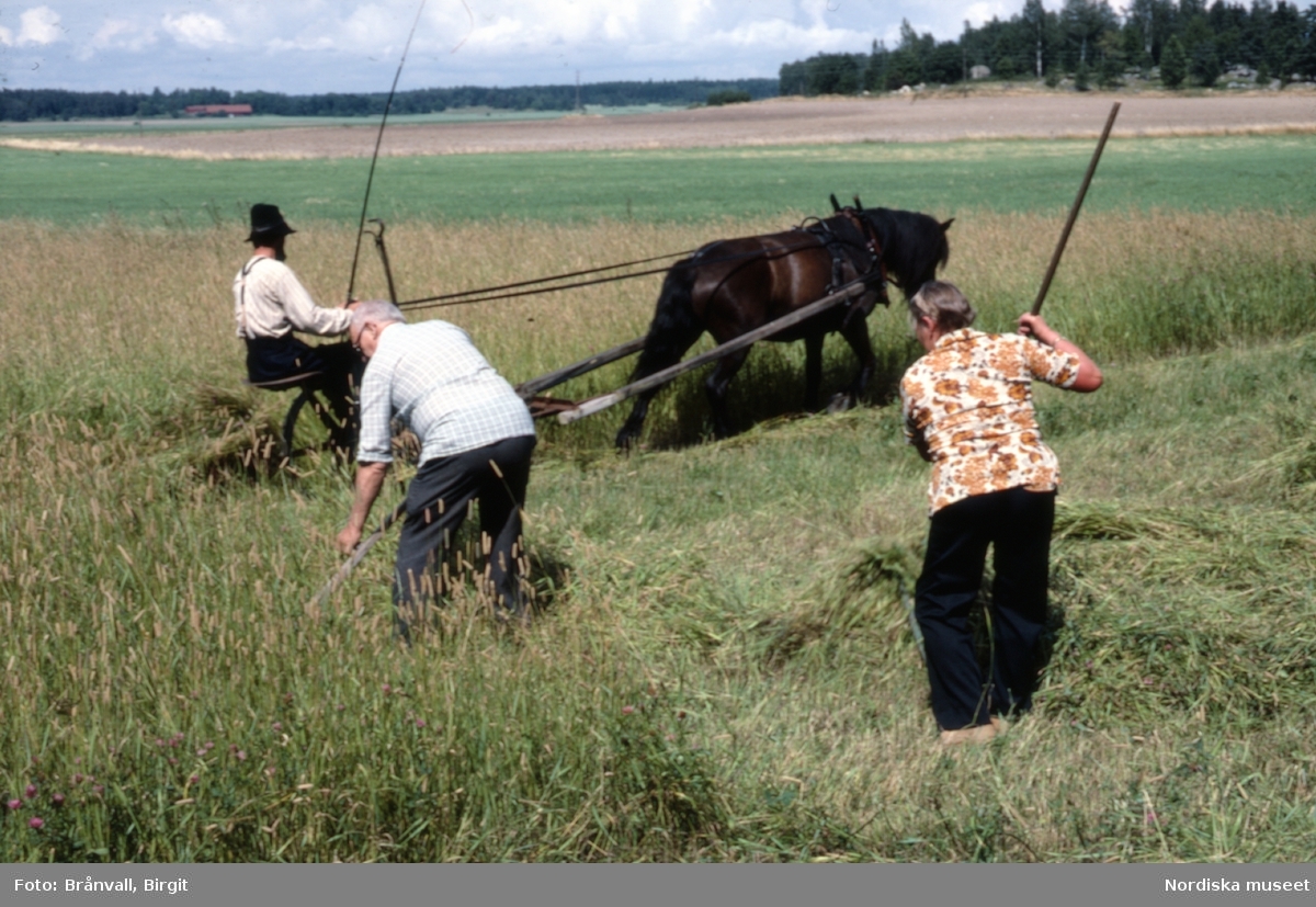 Slåtter på Julita gård, juli 1986. En man slår med lie och en kvinna räfsar. Häst som drar en slåttermaskin.