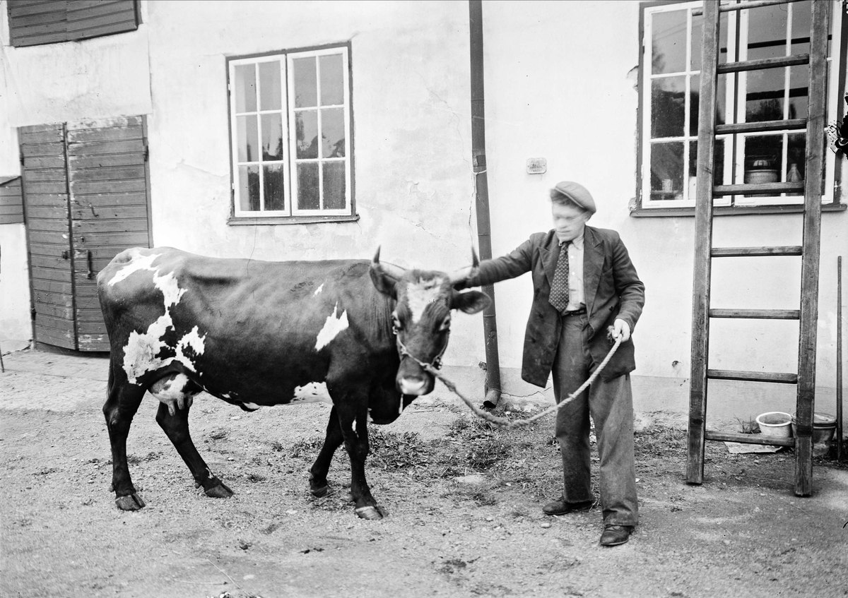 Man och ko, sannolikt Uppsala 1938