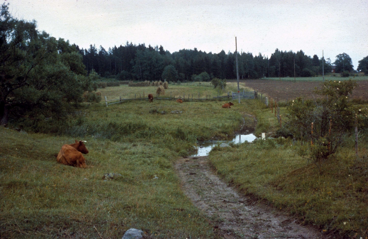 Ullunda vad över Ullbrobäcken, Tillinge socken, Uppland 1960