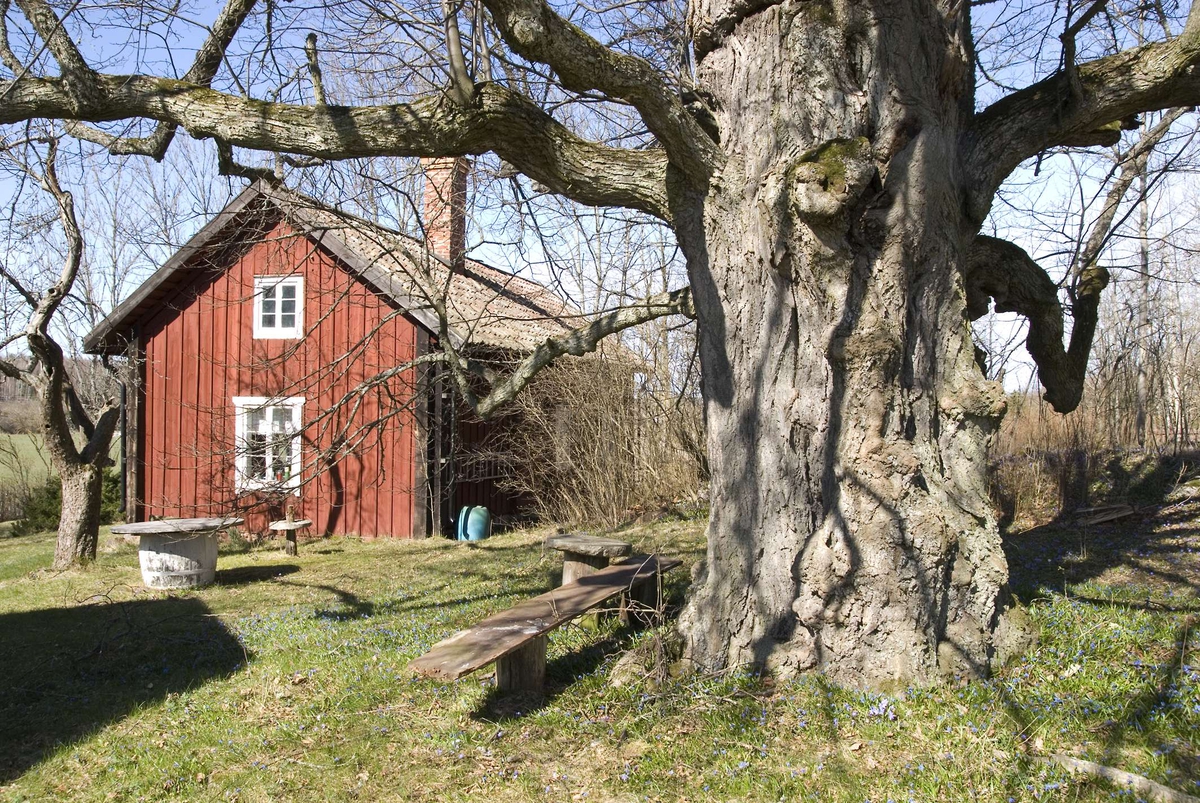 Ett bostadshus, den s.k. Röda stugan, och en gammal ek på en gård i Sundby, Veckholms socken, Uppland