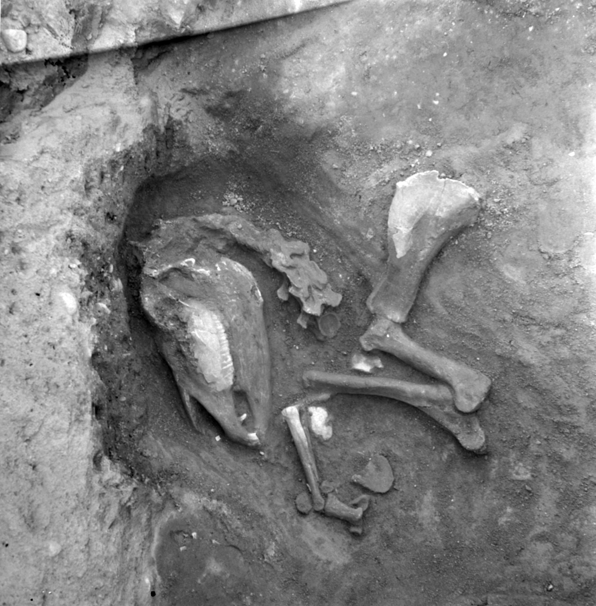 Prästgården, hästskelett grav 2 - Arkeologi Gamla Uppsala 1973