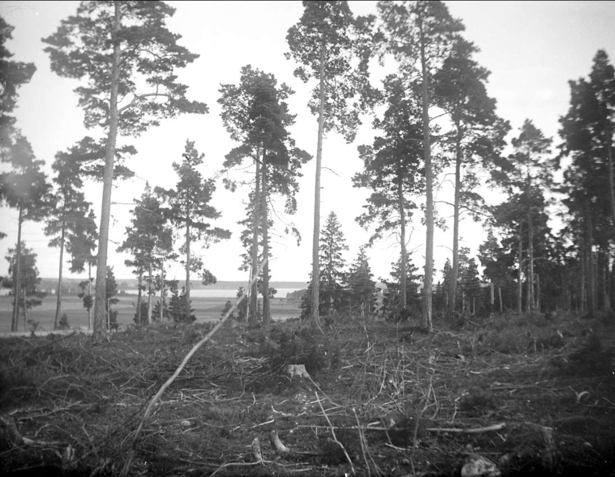 Tallar nära Långsjön, Björklinge socken, Uppland september 1922