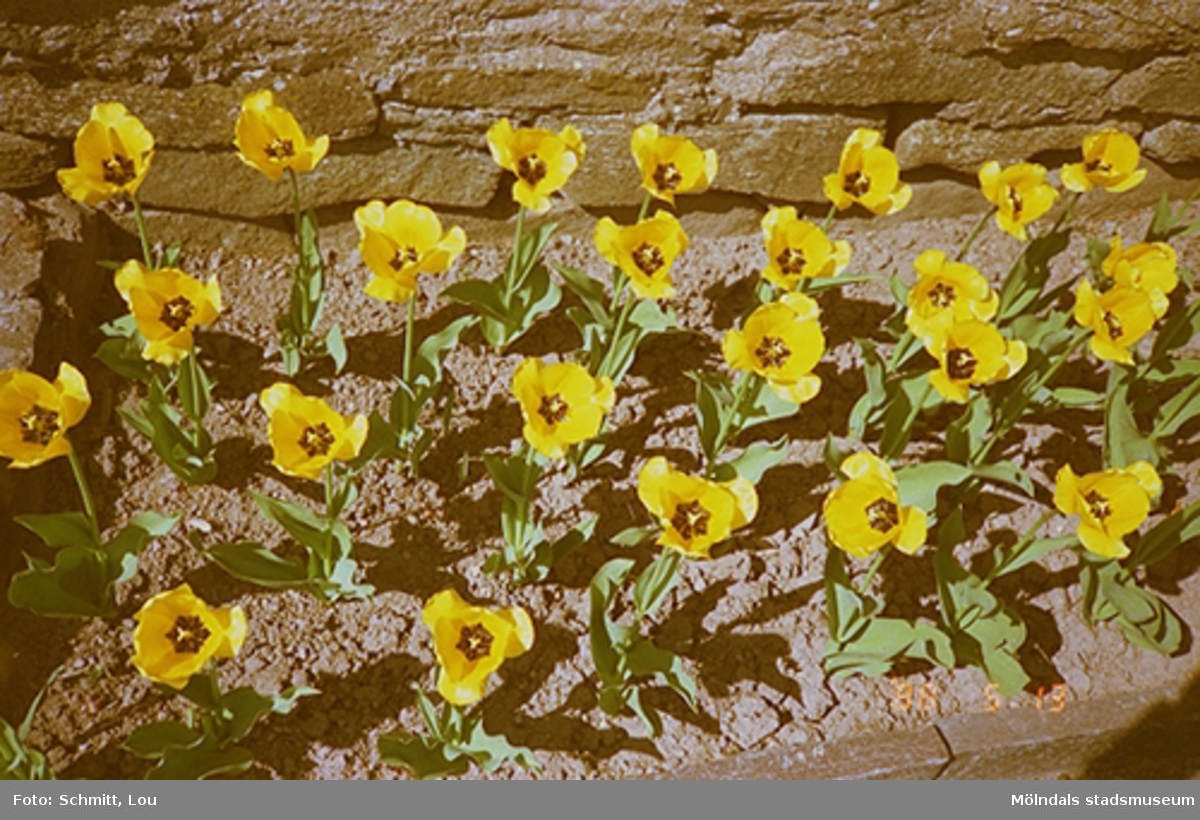 En rabatt med gula blommor som växer vid en stenmur.
