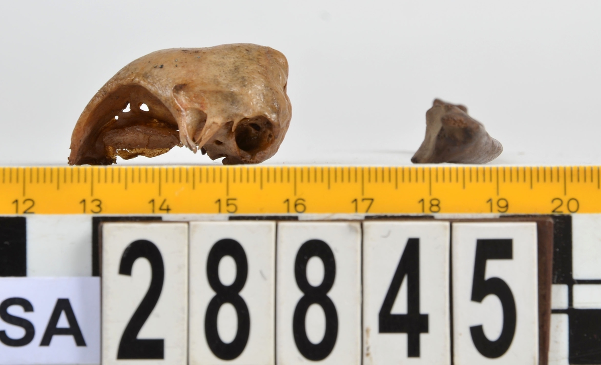Ben från tamhöns (Gallus gallus).
1 st. kranium (neurocranium).
1 st. vänster armbågsben (ulna sin).
Kraniet har gulbrun färg och armbågsbenet har mörkbrun färg.