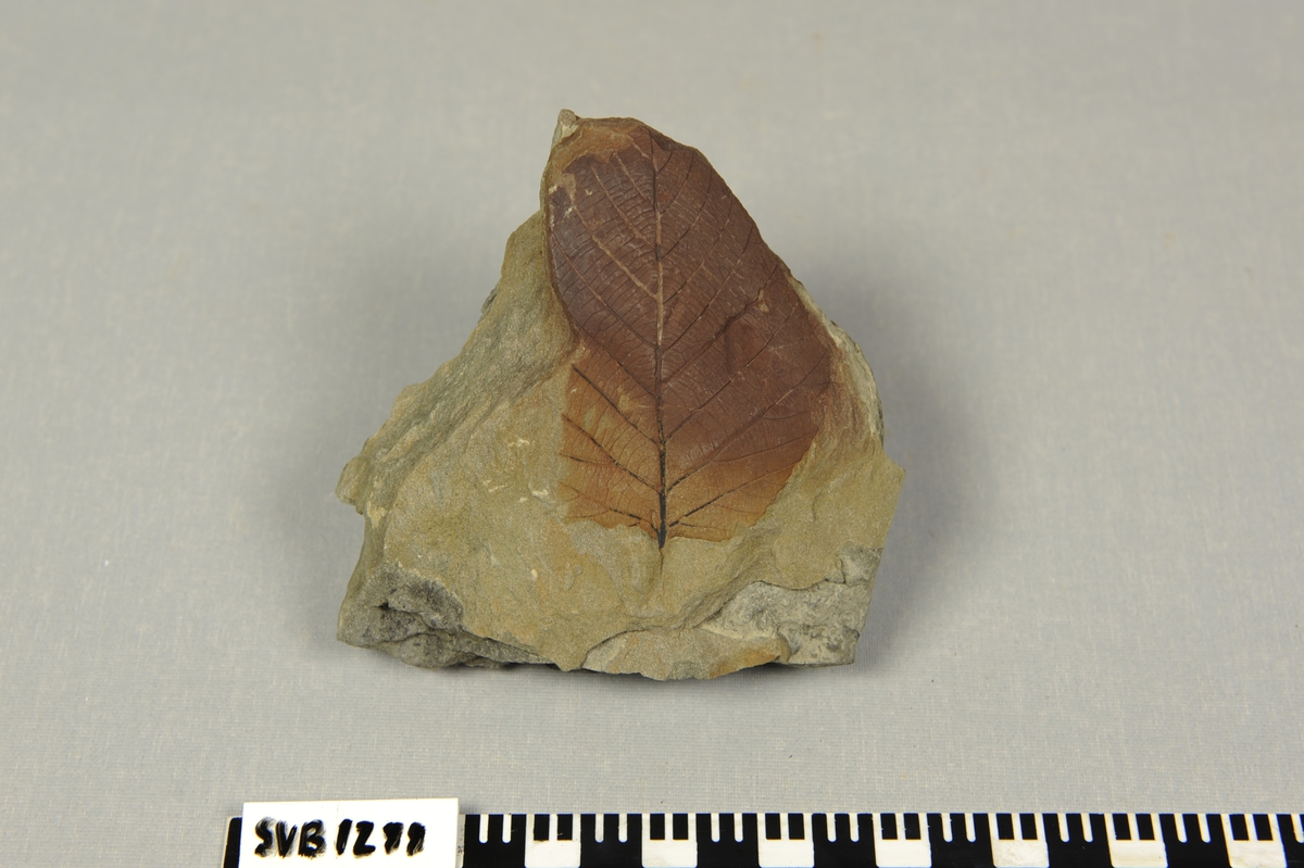 Stein med blad fossil på ene siden. Løvtre.