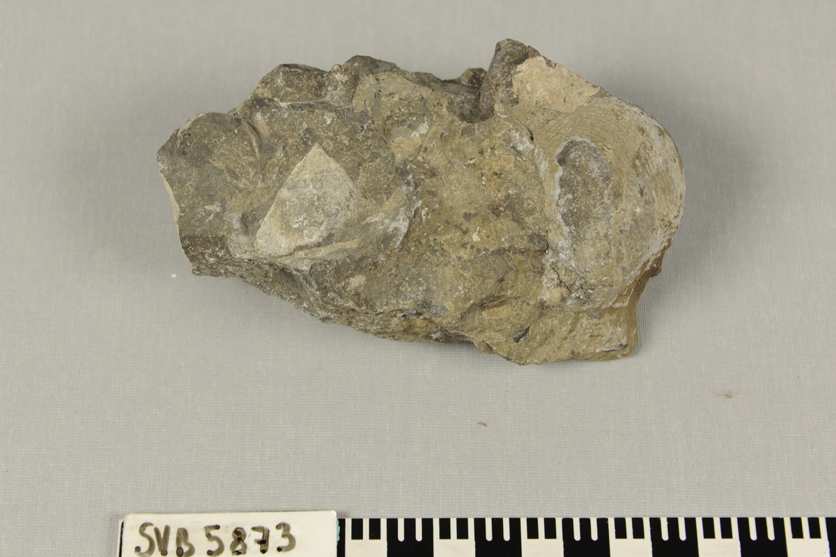Stein med fossil ( forsteinet) av dyret brachiopode (armfoting) fra permtiden.