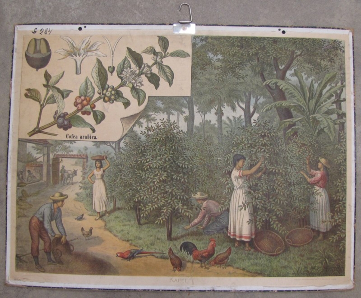 Kaffeplanta och plantage
