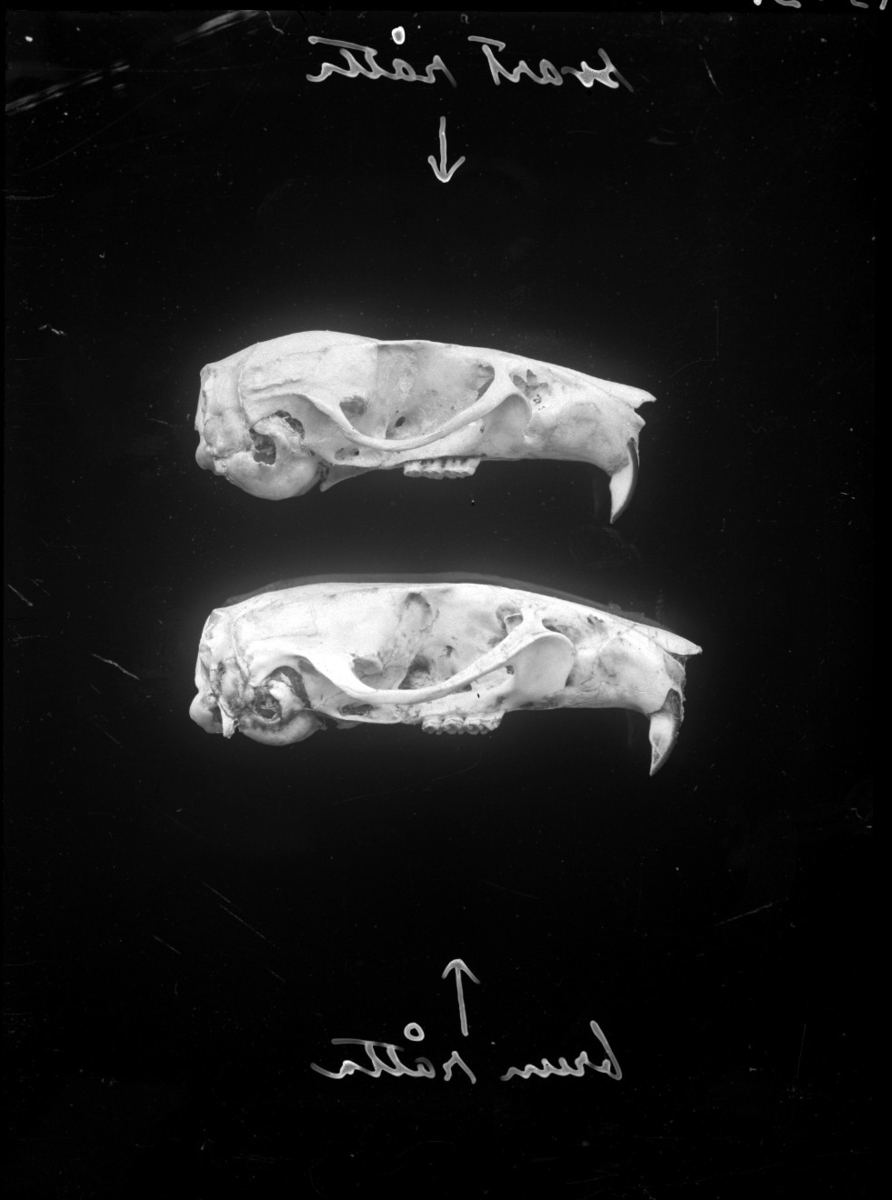 Skallar av svart råtta (övre)  och brun råtta (nedre).