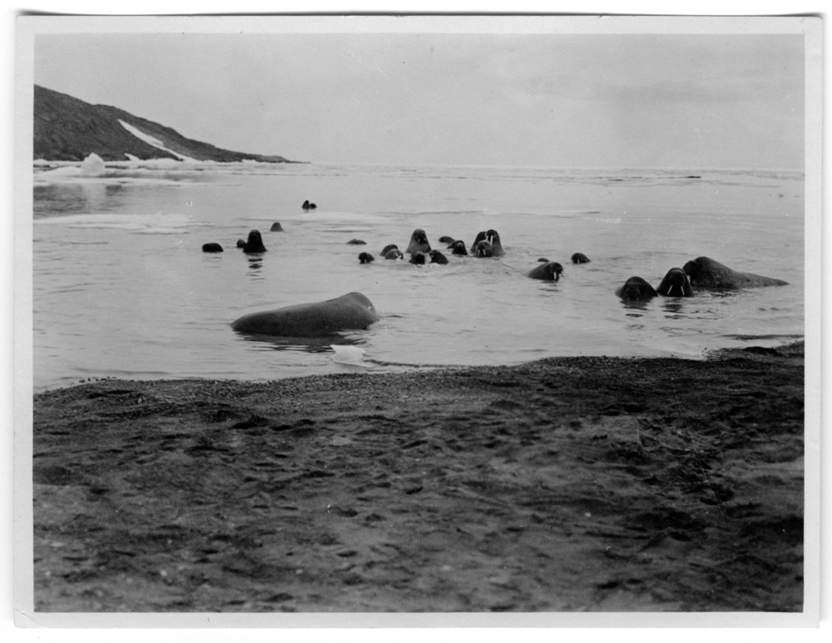 'Valrossar i vattnet nära strand. ::  :: Ingår i serie med fotonr. 1579-1585.'