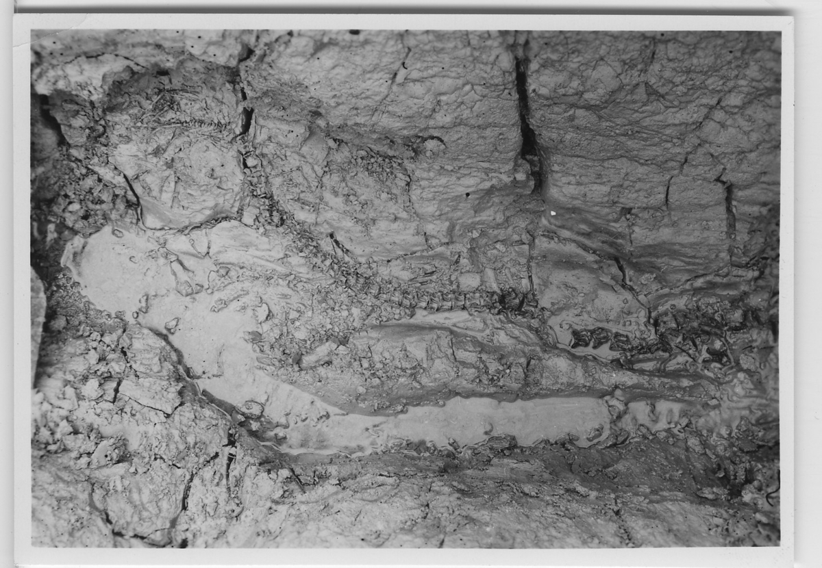 'Subfossilt skelett av långa. Fynddatum: 1916-09-23. ::  :: Se även fotonr. 482:1'