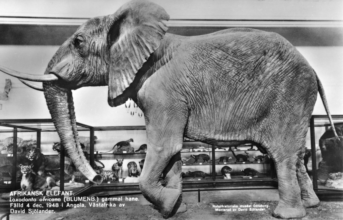 'Ingår i en serie med Fotonr. 5419 med Göteborgs Naturhistoriska museums olika vykort genom åren. ::  :: Afrikansk hanelefant som av David Sjölander fälldes i Angola, Västafrika, 4/12 1948. Elefanten även monterad av David Sjölander. Sedd från sidan, huvudet till vänster.'